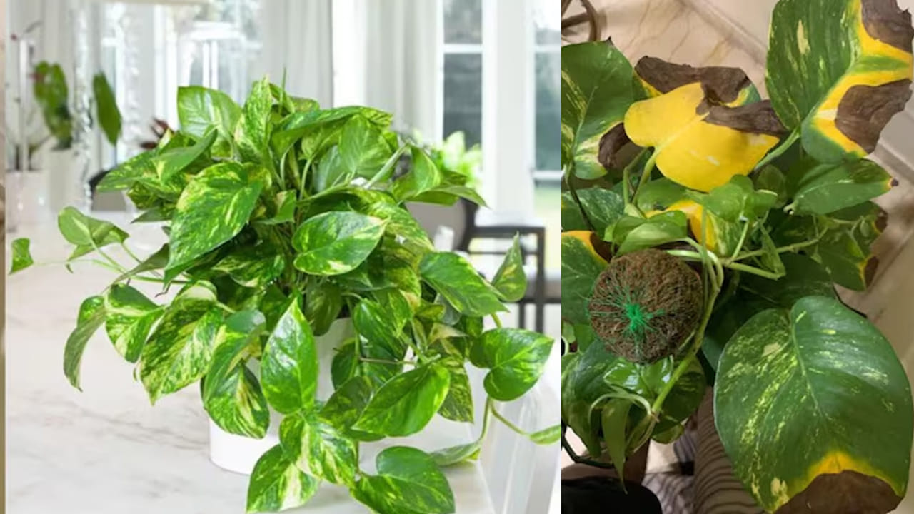 Money Plant Tips: పచ్చగా కళకళలాడే మనీ ప్లాంట్ వాడిపోతోంది.. కారణాలు ఇవే.. ఈ ట్రిక్స్‌తో తాజాగా..!