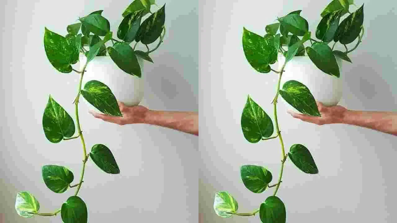 అయితే మనీ ప్లాంట్ ఇంటిలో ఉండటం చాలా శుభప్రదం. కానీ అది సరైన పద్ధతిలో పెరగడం, సరిగ్గా నాటినప్పుడే అది ప్రయోజనాలను ఇస్తుందంట. లేకపోతే అనేక సమస్యలకు కారణం అయ్యే ఛాన్స్ ఉందని చెబుతున్నారు వాస్తు శాస్త్ర నిపుణులు.