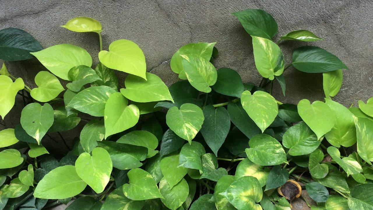 మనీ ప్లాంట్ ఎప్పుడూ తీగలా పారుతూ ఉంటుంది. ఎప్పుడూ అది పొడవుగా పైకి పారుతూ ఉంటుంది. అయితే ఎప్పుడు అయతే మనీ ప్లాంట్ వేపుగా పెరుగుతుందో అప్పుడు అదృష్టం కలిసి రావడమే కాకుండా ఇంటిలో సంపద వృద్ధి చెందుతుంది అంటారు. కానీ కొన్ని సార్లు మనీ ప్లాంట్ తప్పుడు దిశలో పెరుగుతుంది.