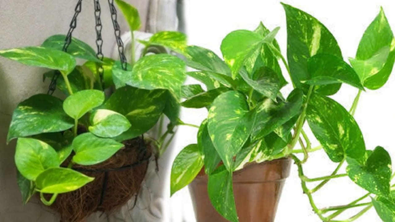 మనీ ప్లాంట్‌ను ఇంట్లో ఈ దిక్కున అస్సలు పెట్టకండి.. ధనయోగం కలగాలంటే ఈ తప్పులు మాత్రం చేయొద్దు..