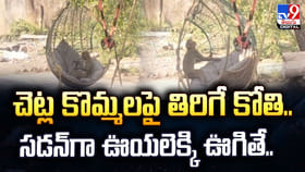చెట్ల కొమ్మలపై తిరిగే కోతి.. సడన్‌గా ఊయలెక్కి ఊగితే..