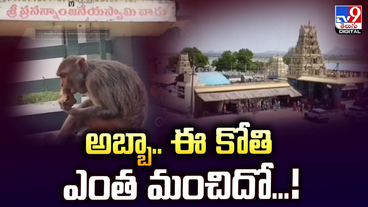 అబ్బా.. ఈ కోతి ఎంత మంచిదో.. దీని సంస్కారానికి ఫిదా అవుతున్న నెటిజన్లు