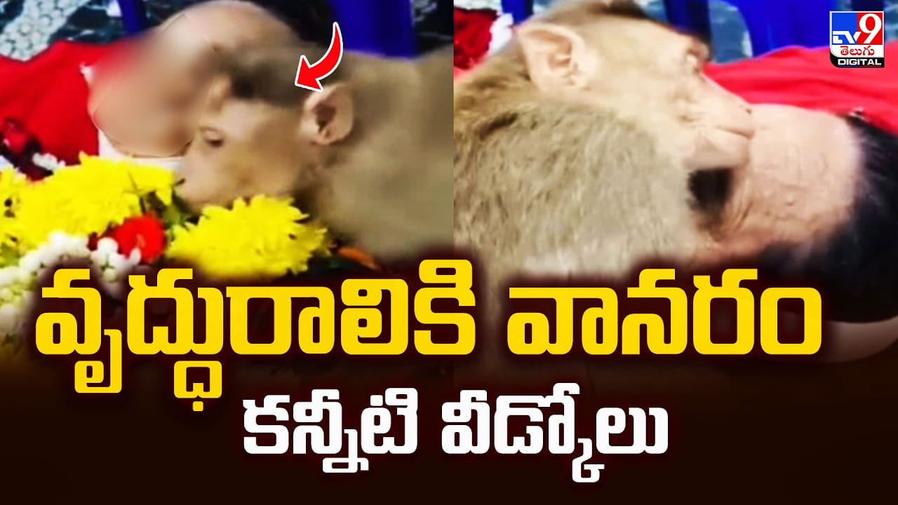 వృద్ధురాలికి వానరం.. కన్నీటి వీడ్కోలు