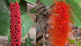 రంగులు మారే మంకీ బ్రష్ మొక్క..