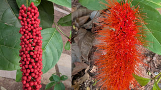 రంగులు మారే మంకీ బ్రష్ మొక్క.. పూలతోనే కీటకాలను ఆకర్షించే అరుదైన అద్భుతం!