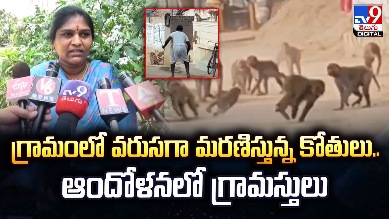 గ్రామంలో వరుసగా మరణిస్తున్న కోతులు.. ఆందోళనలో గ్రామస్తులు గ్రామంలో వరుసగా మరణిస్తున్న కోతులు.. ఆందోళనలో గ్రామస్తులు