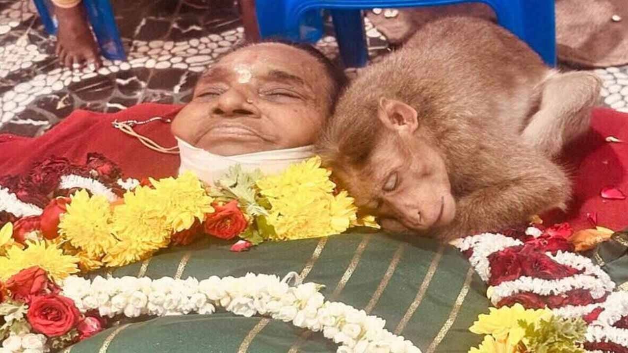 ఇంతకాలం తిండి పెట్టిన వృద్ధురాలు మృతితో తల్లడిల్లిన కోతి.. హృదయాలను తాకిన వానరం భావోద్వేగం..!