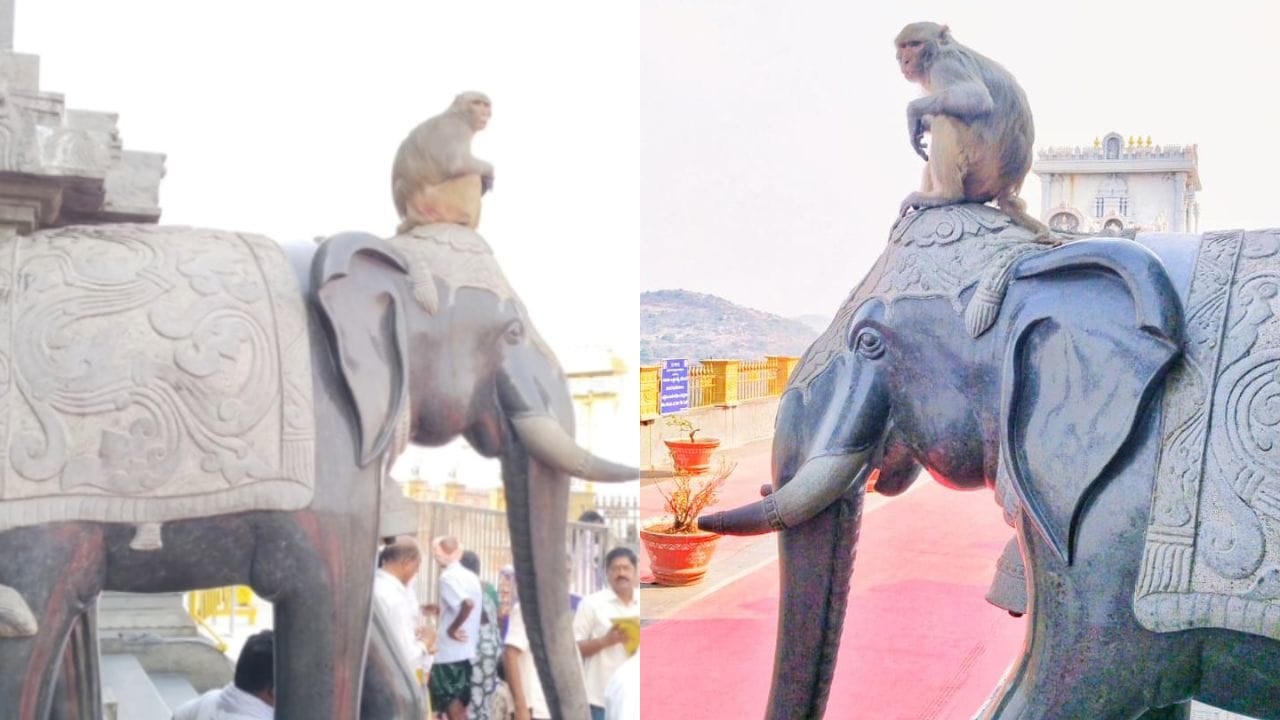 Watch : యాదాద్రిలో అద్భుతం.. గజరాజుపై ఎక్కి ఈ వానరం ఏం చేసిందో చూడండి..