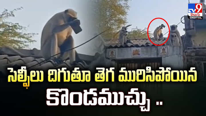 సెల్ఫీలు దిగుతూ తెగ మురిసిపోయిన కొండముచ్చు.. సెల్ఫీలు దిగుతూ తెగ మురిసిపోయిన కొండముచ్చు..