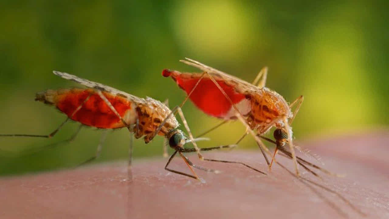 దోమలు కేవలం గాలిలో ఎగురుతూ కనిపించినా, అవి ఎవరిని కుట్టాలో చాలా తెలివిగా నిర్ణయించుకుంటాయి. మీకు తెలుసా? మన బ్లడ్ గ్రూప్ దోమల ఇష్టాయిష్టాలను నిర్ణయిస్తుంది. ముఖ్యంగా 'O' బ్లడ్ గ్రూప్ ఉన్నవారి చర్మం నుండి వెలువడే రసాయన సంకేతాలు దోమలకు చాలా ఆకర్షణీయంగా అనిపిస్తాయి. పరిశోధనల ప్రకారం, 'A' లేదా 'B' గ్రూపుల కంటే 'O' గ్రూప్ వ్యక్తులపై దోమలు ఎక్కువగా వాలుతాయి. మన శరీరంలోని చక్కెర పదార్థాలు మరియు ప్రోటీన్ల కలయిక ద్వారా వెలువడే ఈ వాసనను దోమలు దూరం నుంచే పసిగట్టి, ఆహారం కోసం మన దగ్గరకు చేరుకుంటాయి. అందుకే కొందరిని మాత్రమే దోమలు టార్గెట్ చేస్తున్నట్లు మనకు అనిపిస్తుంది.