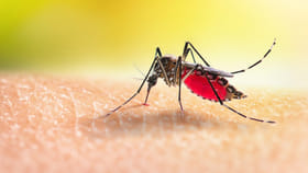 దోమలు మిమ్మల్నే ఎక్కువగా కుడుతున్నాయా.. కారణం ఇదే