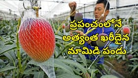 ప్రపంచంలోనే అత్యంత ఖరీదైన మామిడి పండు.. దీని ధర తెలిస్తే..