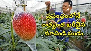 ఎండాకాలం పవర్‌ఫుల్.. కానీ, షుగర్ ఉన్న వారు పుచ్చకాయ తినొచ్చా.. లేదా..?