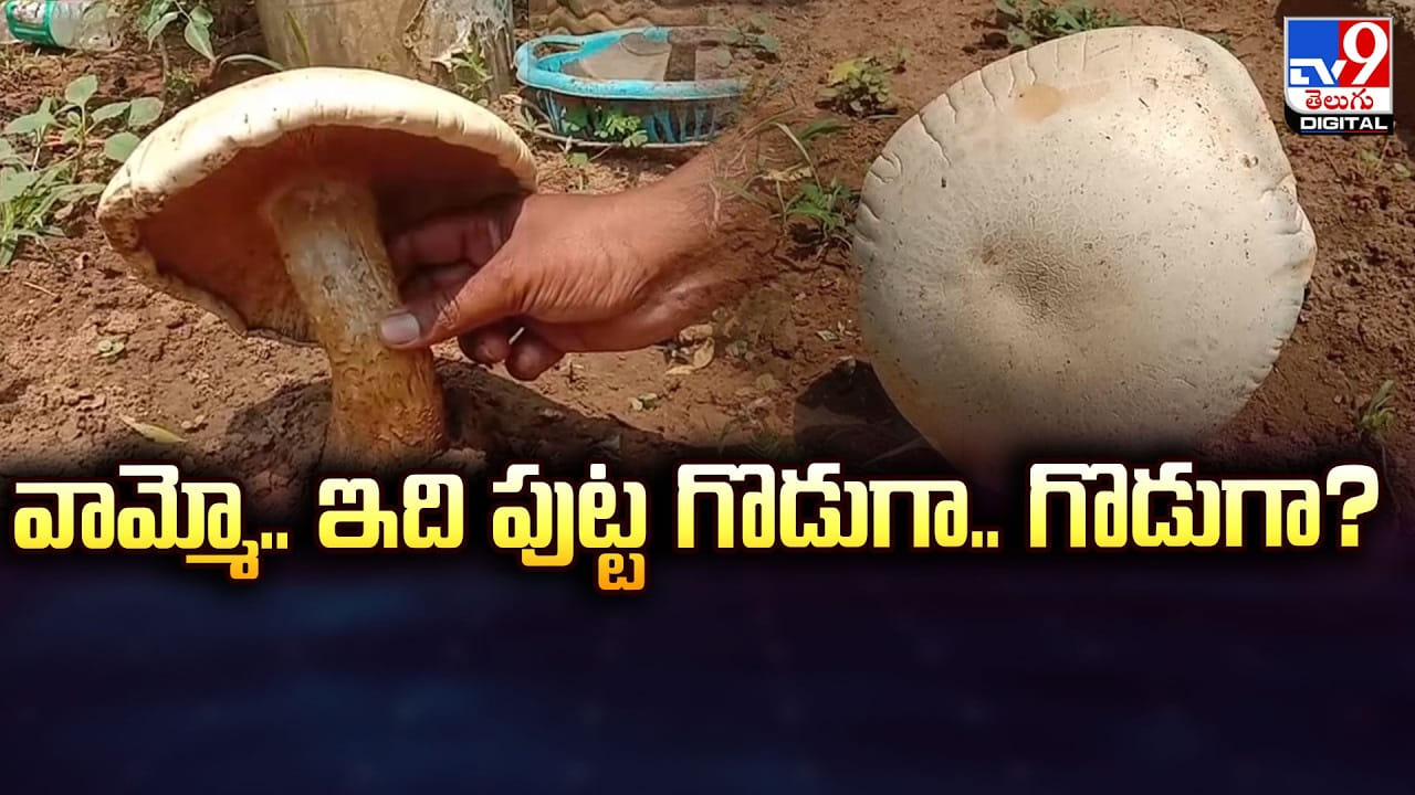 Mushroom: వామ్మో.. ఇది పుట్ట గొడుగా.. గొడుగా ??