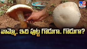 వామ్మో.. ఇది పుట్ట గొడుగా.. గొడుగా ??