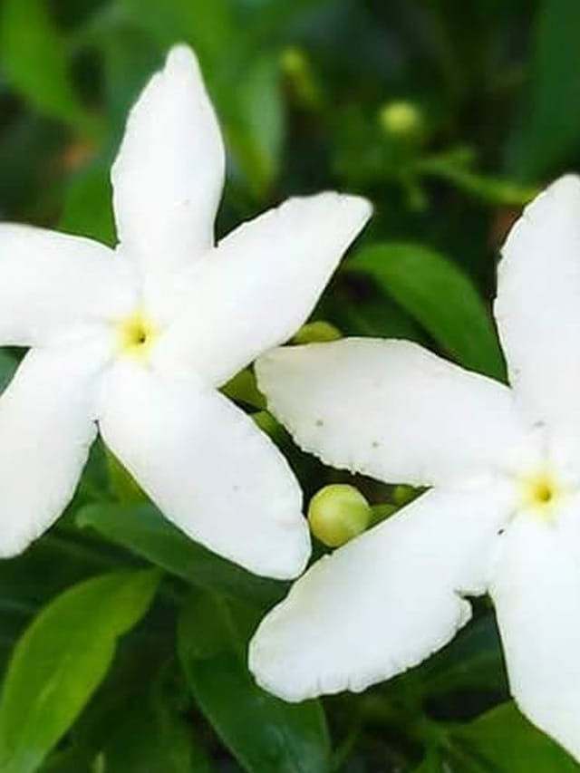 నందివర్ధనం పూలు గుత్తులు గుత్తులుగా పూయాలంటే.. ఇవి పాటించండి