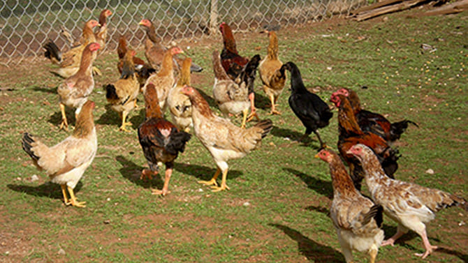 దేశీ కోళ్ల పెంపకం.. పెట్టుబడి ఎంత కావాలి?