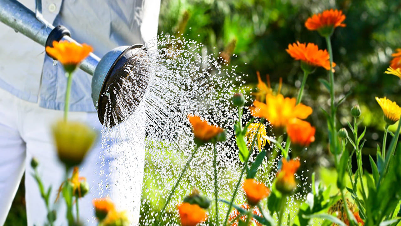 పర్యావరణానికి హాని కలిగించని ఈ సహజ ఎరువులు వాడటం వల్ల ఖర్చు తగ్గడమే కాకుండా, మీ ఇంటి తోట రంగురంగుల పూలతో నిండిపోతుంది. రసాయనాలకు స్వస్తి చెప్పి, ఈ వేసవిలో మీ మొక్కలకు ఇలాంటి లిక్విడ్ డైట్ ఇచ్చి చూడండి. మీ గార్డెన్ పూల వనంగా మార్చుకోండి!