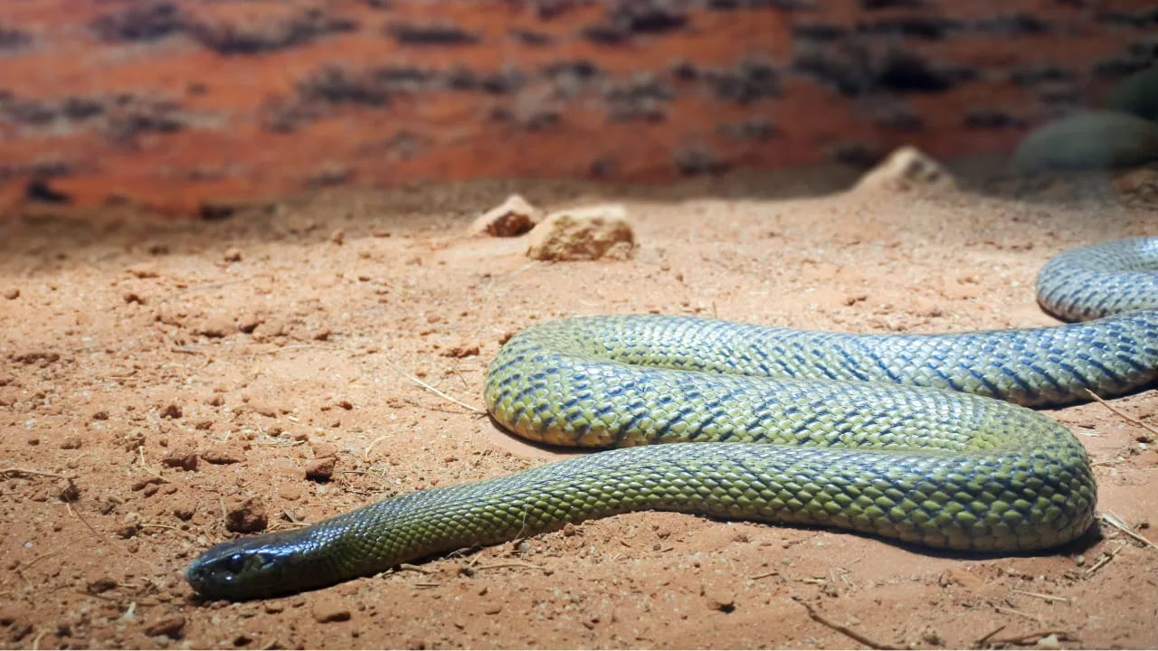 Natural Snake Repellent Plants