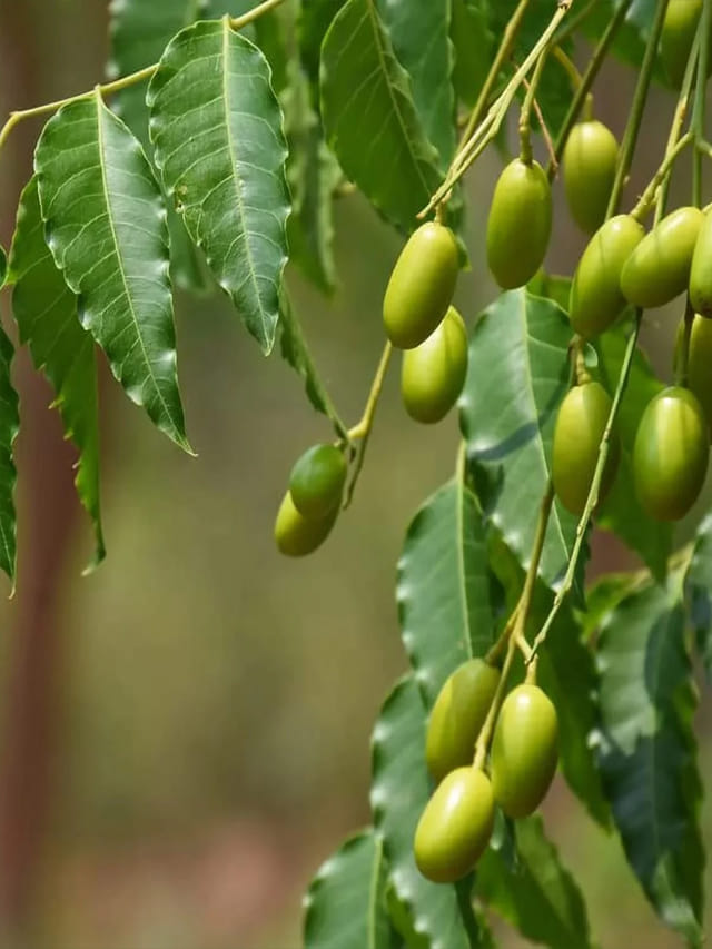 క్యాన్సర్‌ను తరిమికొట్టే.. మన ఇంటి చెట్టు!