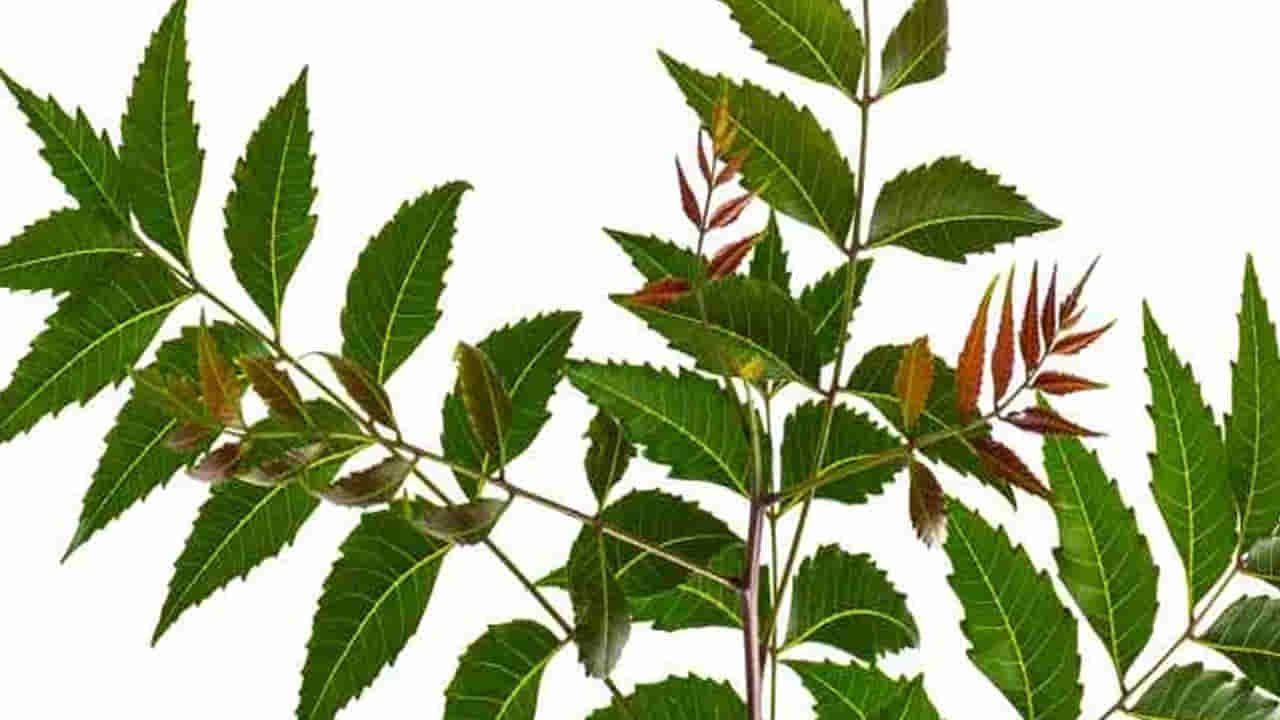 బంపర్ మే జంపర్..! పట్టించుకోరు కానీ సూపర్ పవర్.. డైలీ 4 ఆకులు తింటే ఆ సమస్యలన్నీ స్మాష్