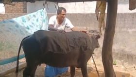 సమ్మర్‌లో పశువులు సరిగ్గా పాలు ఇవ్వట్లేదా.. జస్ట్ ఇలా చేయండి చాలు