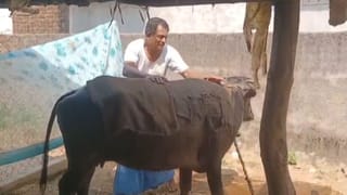 Watch: సమ్మర్‌లో పశువులు సరిగ్గా పాలు ఇవ్వట్లేదా.. టెన్షనొద్దు ఈ చిట్కాలు పాటిస్తే చాలు