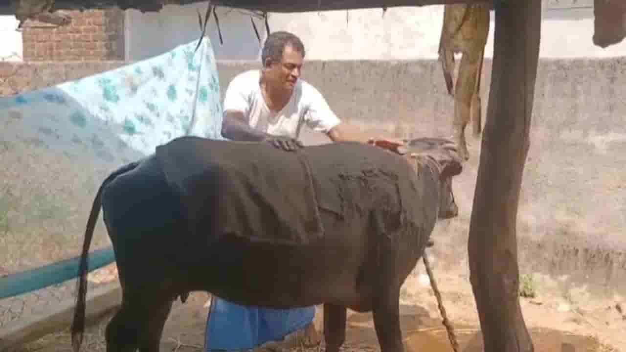 Watch: సమ్మర్లో పశువులు సరిగ్గా పాలు ఇవ్వట్లేదా.. టెన్షనొద్దు ఈ చిట్కాలు పాటిస్తే చాలు