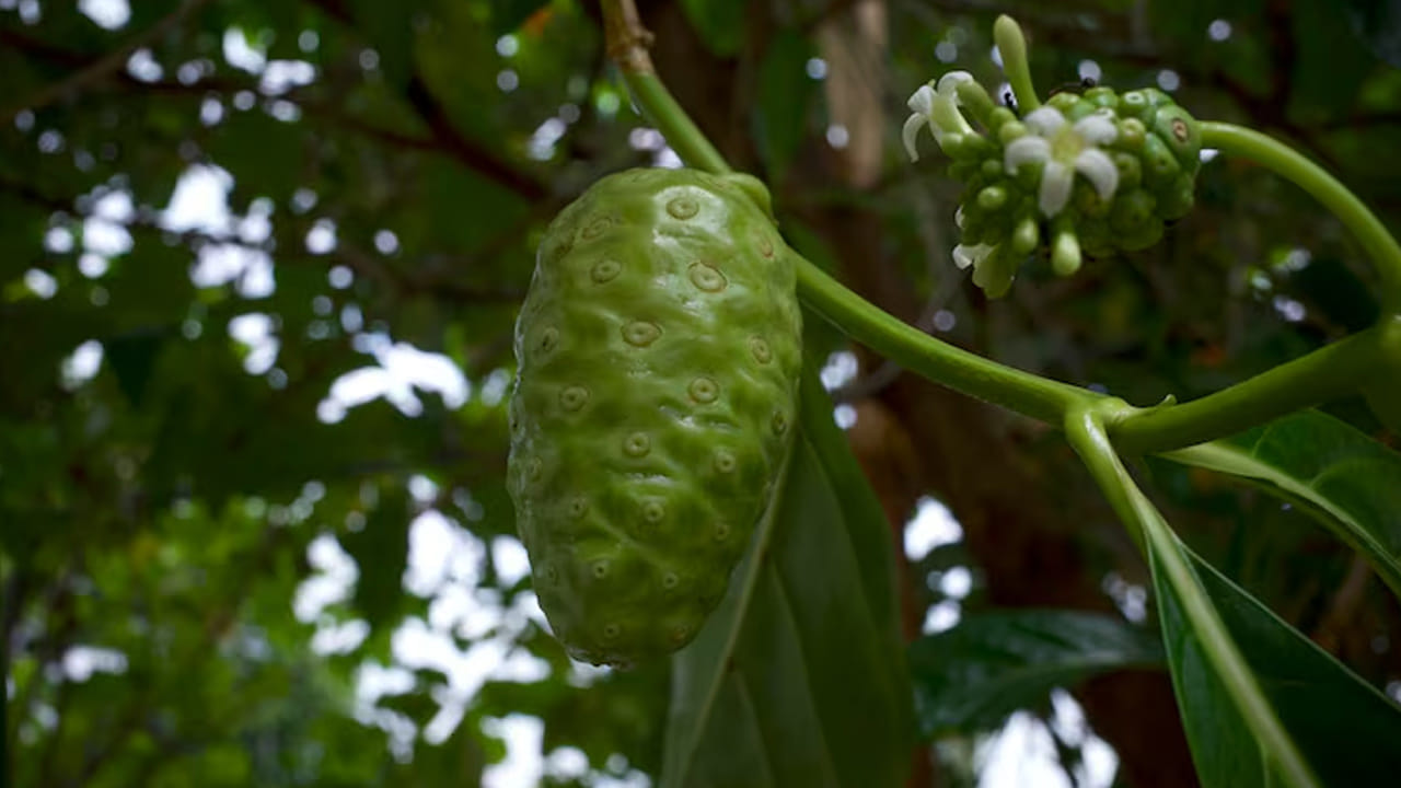 మధుమేహ నియంత్రణ (Diabetes Control): రక్తంలోని గ్లూకోజ్ స్థాయిలను క్రమబద్ధీకరించడంలో నోని పండు సమర్థవంతంగా పనిచేస్తుందని అధ్యయనాలు వెల్లడించాయి. ఇది ఇన్సులిన్ సెన్సిటివిటీని పెంచి, టైప్-2 డయాబెటిస్ ఉన్నవారికి గొప్ప ఊరటనిస్తుంది.