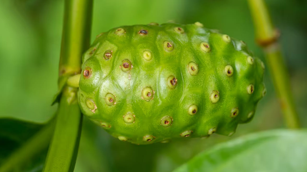 రోగనిరోధక శక్తి, నొప్పి నివారణ: నోనిలో ఉండే యాంటీ వైరల్ మరియు యాంటీ బ్యాక్టీరియల్ గుణాలు శరీరానికి రక్షణ కవచంలా పనిచేస్తాయి. కీళ్ల నొప్పులు (Arthritis) మరియు కండరాల నొప్పులతో బాధపడేవారికి ఇది సహజమైన పెయిన్ కిల్లర్‌లా పనిచేస్తుంది.