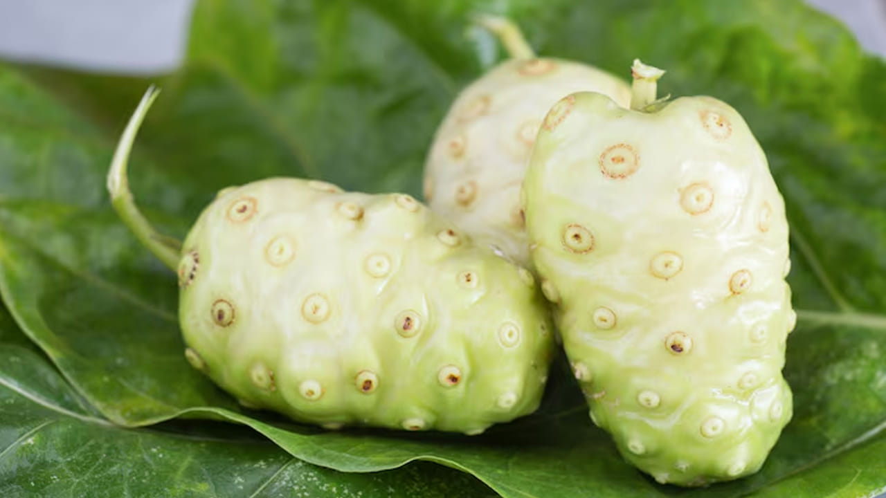 బరువు తగ్గడం (Weight Loss): బరువు తగ్గాలనుకునే వారు నోని రసాన్ని తమ డైట్‌లో చేర్చుకోవచ్చు. ఇది శరీరంలోని అనవసరపు కొవ్వును కరిగించడమే కాకుండా, జీర్ణక్రియను మెరుగుపరుస్తుంది. శరీరానికి తక్షణ శక్తిని ఇస్తూనే, ఆకలిని నియంత్రించడంలో తోడ్పడుతుంది.