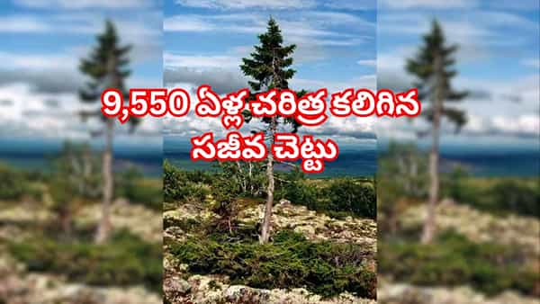 చనిపోతూ… మళ్లీ పుడుతున్న చెట్టు! మనిషికంటే వేల ఏళ్లు పెద్దది.. 9,550 ఏళ్ల ఆ రహస్యం తెలిస్తే..