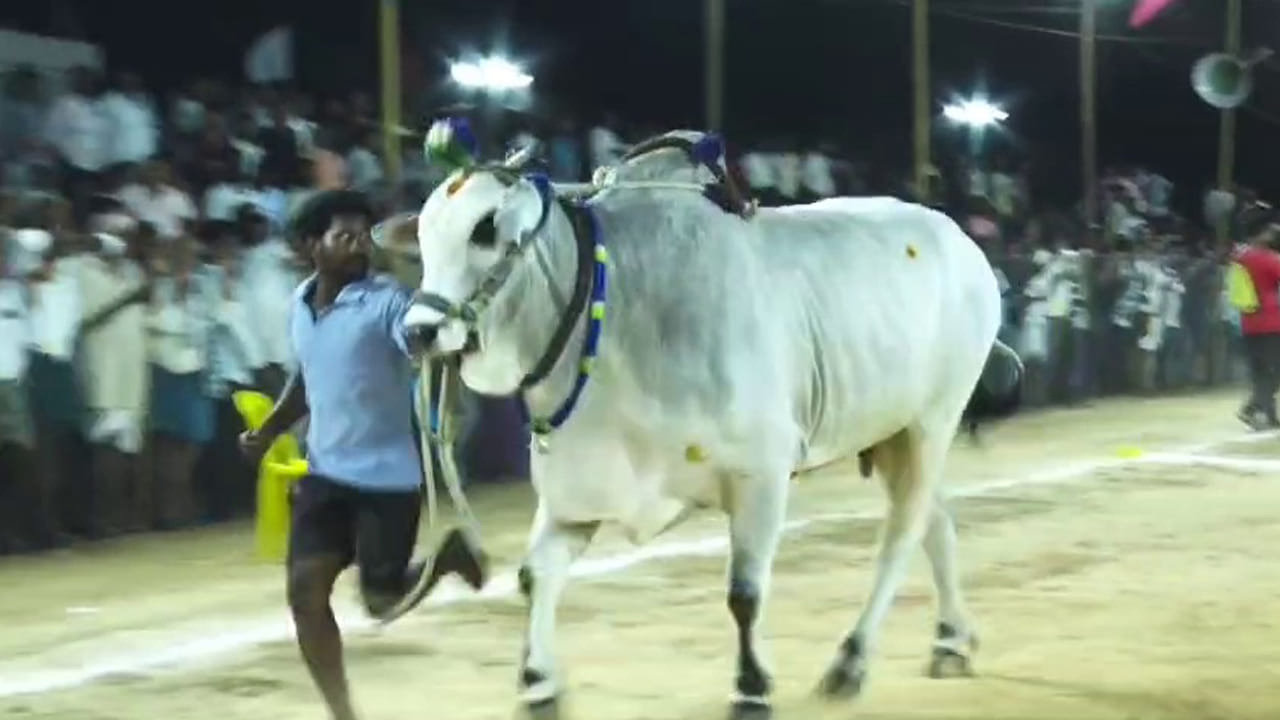 Prakasam: ఈ ఒంగోలు వృషభరాజం ఖరీదు ఎంతో తెలిస్తే నోరెళ్లబెట్టకమానరు..