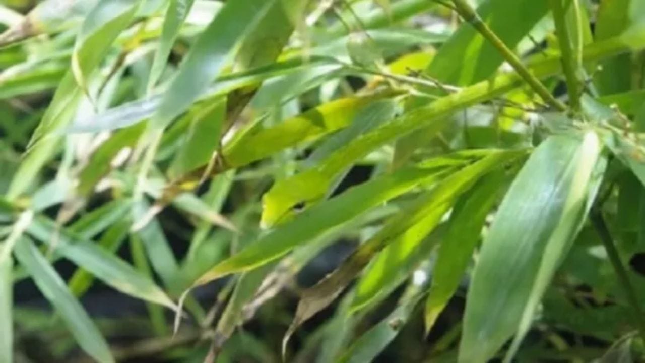 Optical illusion: మీకో సవాల్.. ఈ ఆకుల మధ్య దాగి ఉన్న పామును కనిపెడితే.. మీరే తోపులు!