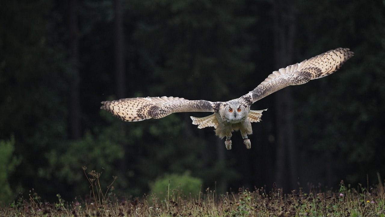 ఓరియంటల్ బే గూబ : ఇది గుడ్లగూబ జాతికి చెందినది. ఈ రకం గూబలు రాత్రి సమయంలో చాలా చురుగ్గా ఉంటాయి. వీటి కనురెప్పలకు చిన్న చిన్న రంధ్రాలు ఉంటాయి. ఇవి కళ్లు మూసుకున్నప్పటికీ, ఆ రంధ్రాల ద్వారా బయటి కదలికలను గుర్తించగలవు. అందుకే చీకటిలో కూడా ఇవి తమ వేటను చాలా ఖచ్చితంగా పట్టుకుంటాయి.