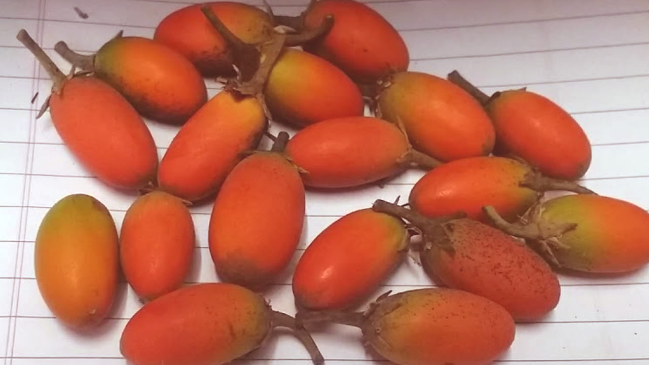 పాల పండ్లు తినడం వలన కొన్ని రకాల సమస్యలకు సులభంగా చెక్ పెట్టొచ్చు. ఇంకా వీటిలో విటమిన్లు, ఖనిజాలు,  యాంటీఆక్సిడెంట్లు ఉన్నాయి. ఇంకా ఇవి ఇమ్మ్యూనిటీ  పవర్ ను పెంచుతాయి. 
