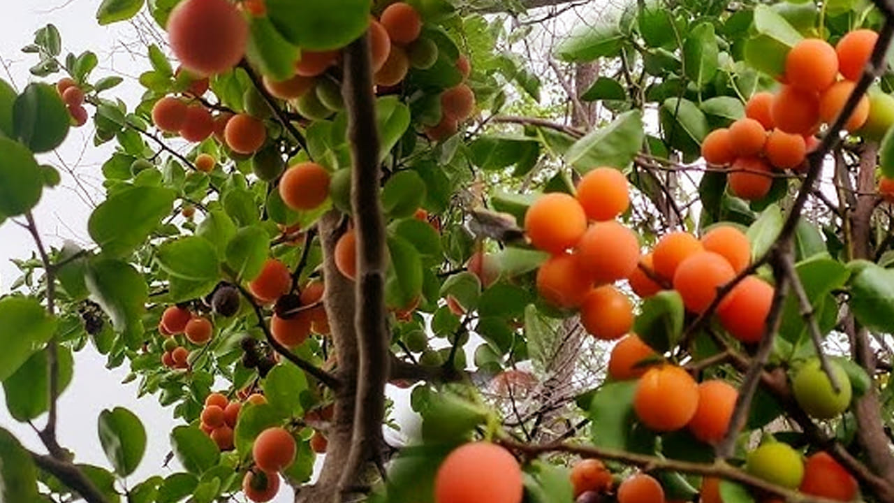 జీర్ణక్రియ పని తీరును మెరుగుపరిచి ఆకలిని కూడా పెంచుతాయి. ఇంకా  కడుపు నొప్పి సంబంధిత సమస్యలను తగ్గించడంలో సహాయపడతాయి. కాబట్టి, మీ ఫుడ్ డైట్ లో వీటిని తింటే చాలా మంచిది. 