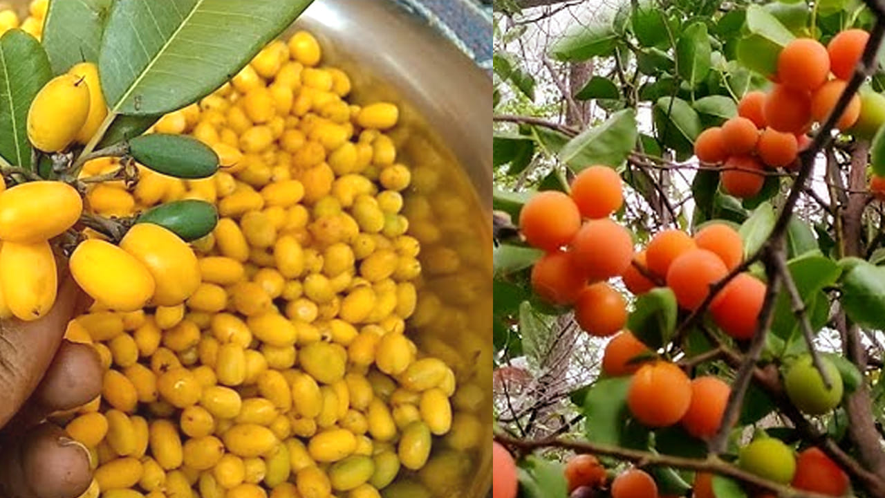  అలాగే, ఎముకల ఆరోగ్యానికి కావాల్సిన పోషకాలను ఇవి అందిస్తాయి. ఇంకా వేసవి కాలంలో తింటే, వేడి నుంచి ఉపశమనం పొందుతాయి. అలాగే,  శరీరాన్ని కూడా చల్లబరుస్తాయి. ఇక ధరలో అయితే మటన్ తో పోటీ పడుతుంది. రూ. 500 నుంచి రూ. 600 వరకు పలుకుతుంది. 