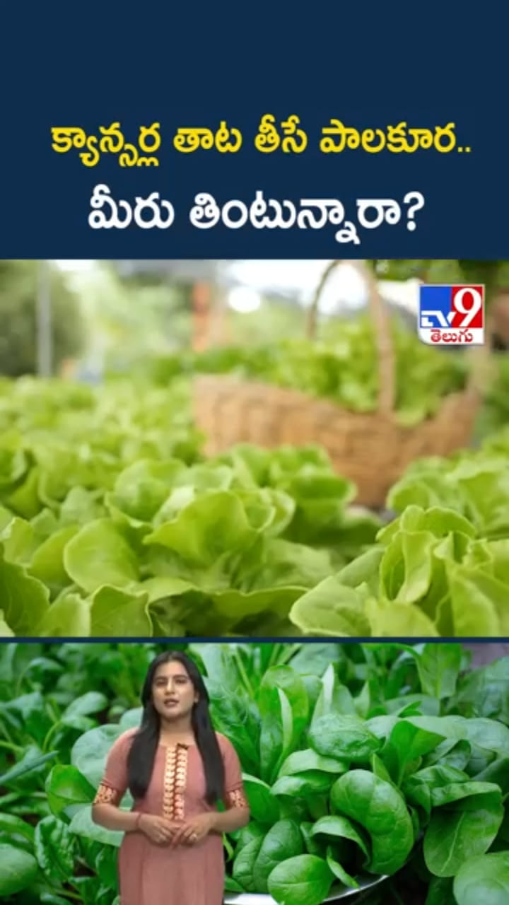 Spinach: క్యాన్సర్ల తాట తీసే పాలకూర.. మీరు తింటున్నారా?
