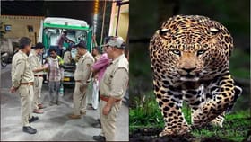 మూడేళ్ల బిడ్డ కోసం చిరుతతో తల్లిదండ్రుల పోరాటం..!