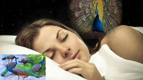 కలలలో నెమళ్లు కనిపిస్తే ఏం జరుగుతుంది? శుభమా లేదా అశుభమా? నిజం..