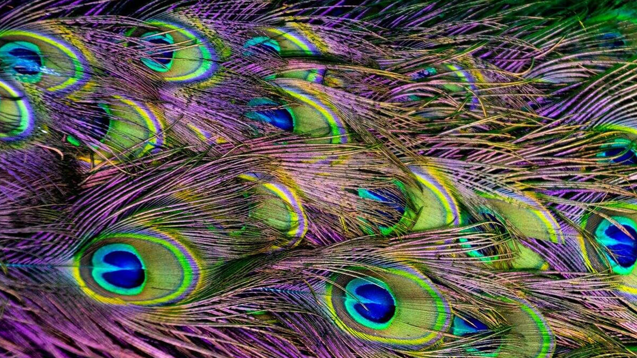 ఒక వేళ మీరు ఇంటిలో ఎక్కువ సంఖ్యలో నెమలి ఈకలు ఉంచుకోవాలి అనుకుంటే, వాంటి సంఖ్య 1,3,5 ఉండనివ్వాలి. అలాగే ఇంటిలో దుమ్ముతో నిండిన నెమలి ఈకలను ఉంచడం వలన  ఇవి ఇంటిలో మానసిక అశాంతిని కలగజేస్తాయంట.