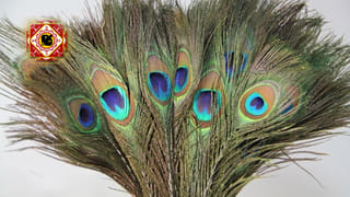 సాయంత్రం వేళ వీటిని దానం చేస్తే.. ఇంట్లో గొడవలు జరిగి విడిపోవడం పక్కా