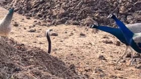 నెమలి పాము ఎదురుపడితే ఏం జరుగుతుందో తెలుసా?.. ఇదిగో వీడియో!