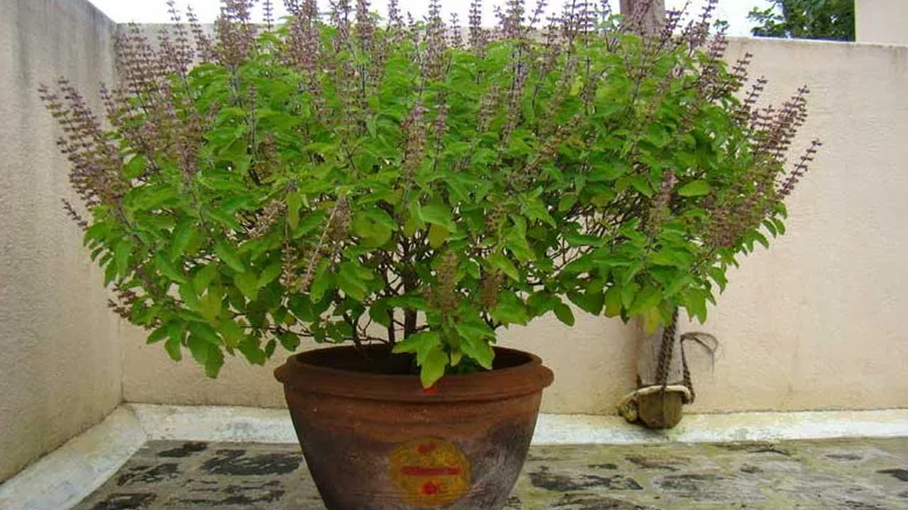 అయితే పీరియడ్స్ సమయంలో తులసి మొక్కలను తాకకూడదు అనేది పూర్వం నుంచే వస్తుంది. దీనికి అతి పెద్ద కారణం, గతంలో పీరియడ్స్ సమయంలో మహిళలు కడుపు నొప్పి వంటి సమస్యలతో ఎక్కువగా ఇబ్బంది పడే వారు, వారికి విశ్రాంతి ఇవ్వడం కోసం, పనులు చేయించడం, ఇంటి పనుల నుంచి దూరంగా ఉంచేవారంట.