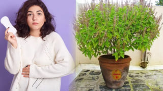 రాత్రికి రాత్రే మందారం పూలు బస్తాల బస్తాలు పూయాలంటే ఈ చిన్న చిట్కా చాలు