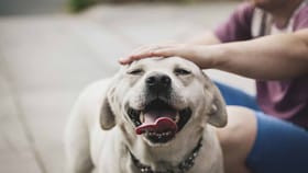 ఐఏఎస్ అధికారుల మధ్య పెంపుడు కుక్క పంచాయితీ..!