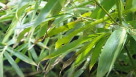 మీ కళ్లు ఎంత షార్ప్.? 10 సెకన్లలో పామును కనిపెట్టగలరా.!