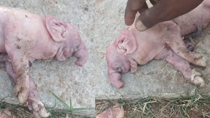 పంది కడుపులో ఏనుగు పిల్ల ఆకారం.. నాగర్ కర్నూల్ జిల్లాలో వింత ఘటన