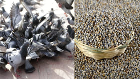 పావురాలకు సజ్జలు వేస్తున్నారా? మీ జీవితంలో జరిగేది తెలిస్తే..